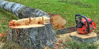 Best Tree Risk Assessment  in Morton, WA