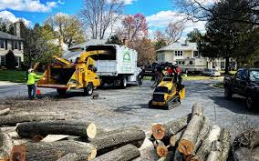 Best Lawn Disease Treatment  in Morton, WA