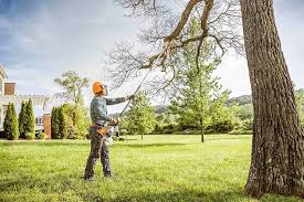 Trusted Morton, WA Tree Services Experts