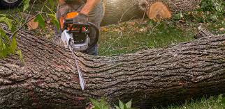 Best Lawn Mowing  in Morton, WA