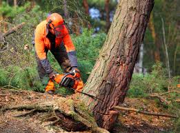 Best Firewood Processing and Delivery  in Morton, WA