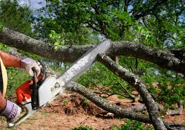 Best Emergency Tree Removal  in Morton, WA