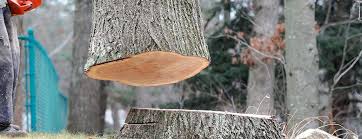 Best Tree Preservation Services  in Morton, WA