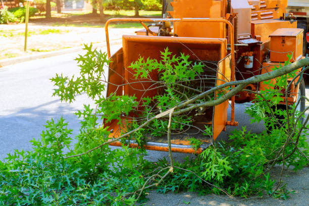 Best Tree Risk Assessment  in Morton, WA