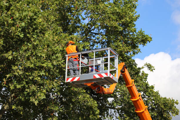Best Tree Health Inspection  in Morton, WA