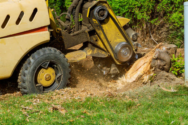 Best Sod Installation  in Morton, WA