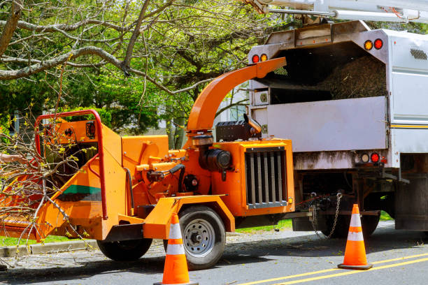 Best Tree Disease Treatment  in Morton, WA