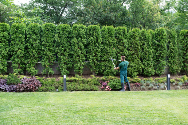 Best Leaf Removal  in Morton, WA