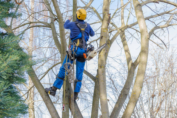 Best Arborist Consultation Services  in Morton, WA