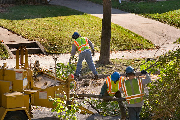 Best Storm Damage Tree Cleanup  in Morton, WA