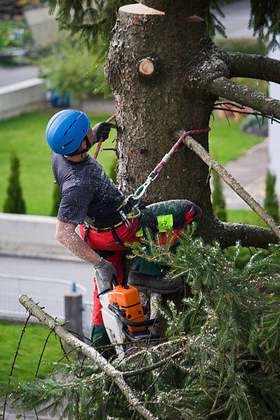 Best Tree Removal  in Morton, WA