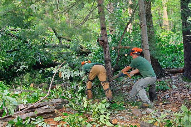 Best Hazardous Tree Removal  in Morton, WA