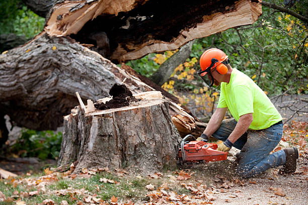  Morton, WA Tree Services Pros