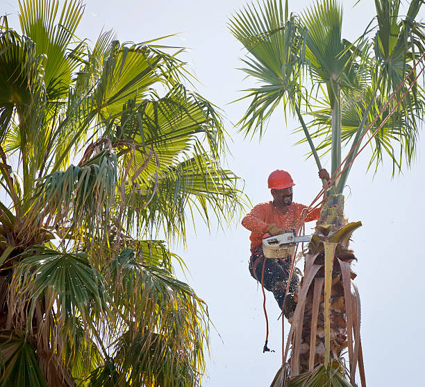 Best Tree Cabling and Bracing  in Morton, WA