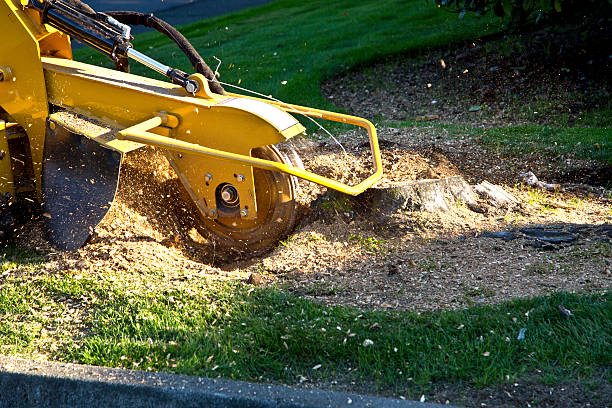 Best Lawn Mowing  in Morton, WA