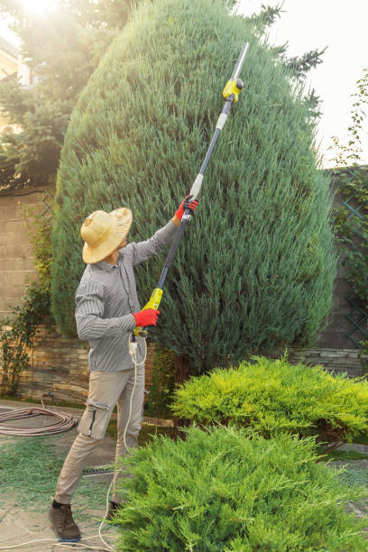 Best Organic Lawn Care Solutions  in Morton, WA