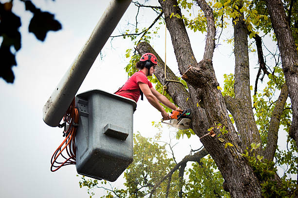 Best Commercial Tree Services  in Morton, WA