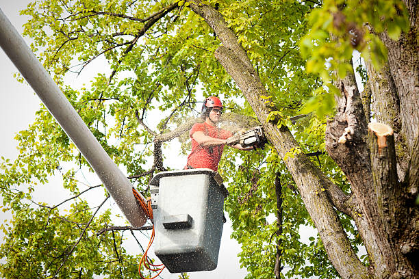 Best Tree and Shrub Care  in Morton, WA