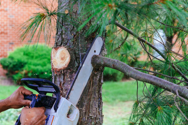 Best Tree Risk Assessment  in Morton, WA
